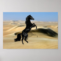 A wild rearing black stallion