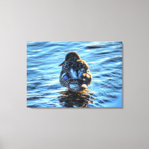 A Winter Mallard Fine-Art Wildlife Photograph Canvas Print