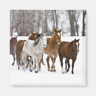 A Winter Scenic of Running Horses Magnet