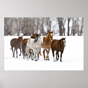A winter scenic of running horses on The 2 Poster