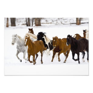 A winter scenic of running horses photo print
