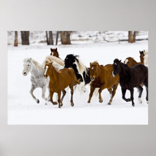 A winter scenic of running horses poster