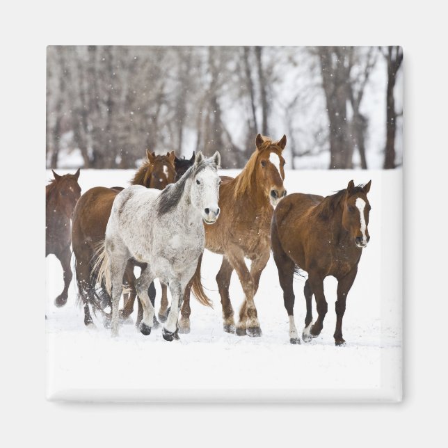 A winter scenic of running magnet (Front)