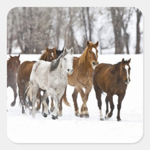 A winter scenic of running square sticker