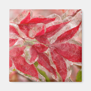 A winters ice storm covering the leaves of magnet