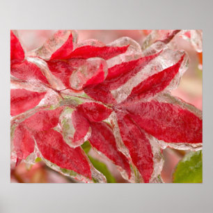 A winters ice storm covering the leaves of poster