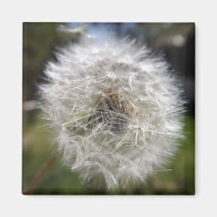 A Wish In The Making Magnet
