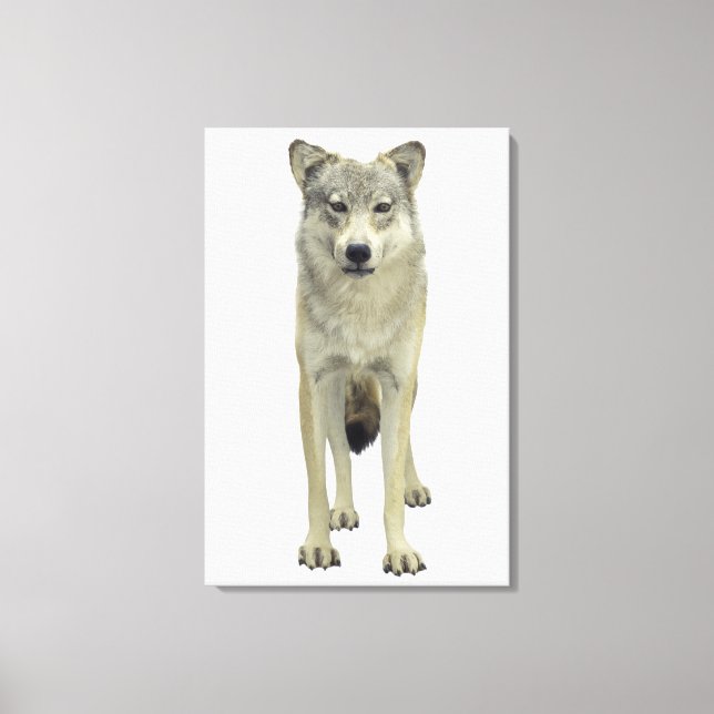 A wolf canvas print (Front)