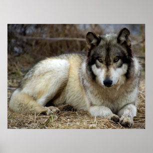 A Wolf Waiting and Watching Poster