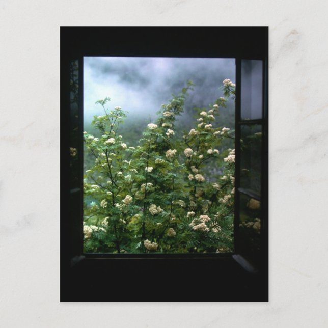 A WOMAN IN LOVE POSTCARD (Front)