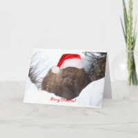 A wombat merry Christmas from Down Under