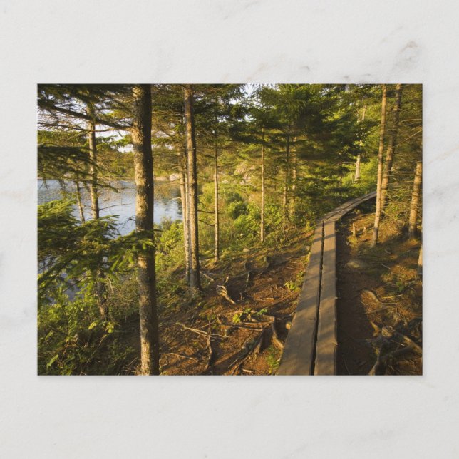 A wooden walkway in Acadia National Park Maine Postcard (Front)