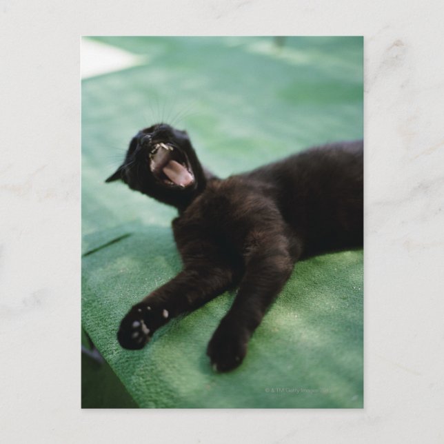 A yawning cat. postcard (Front)