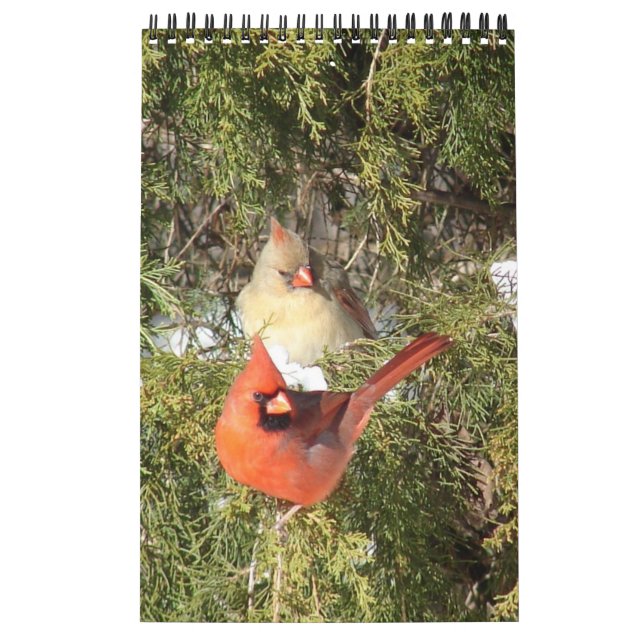 A Year of Cardinals Calendar (Cover)