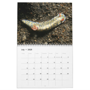 A Year of Nudibranchs Calendar