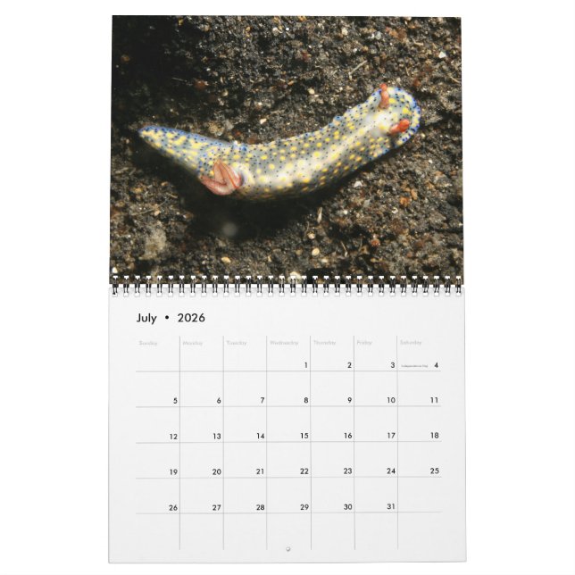 A Year of Nudibranchs Calendar (Jul 2026)