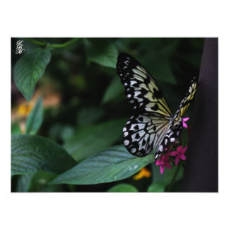 A Yellow Butterfly on Pink Flowers Photo Print