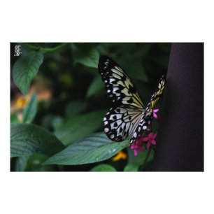 A Yellow Butterfly on Pink Flowers Photo Print
