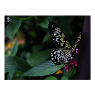 A Yellow Butterfly on Pink Flowers Poster