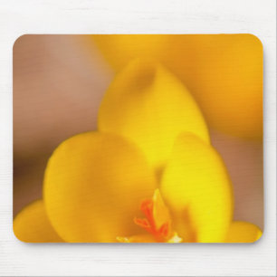 A yellow crocus blooms in Portsmouth, New Mouse Mat