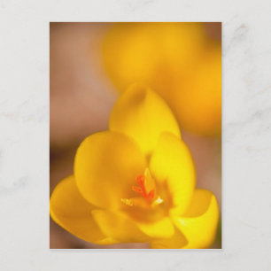 A yellow crocus blooms in Portsmouth, New Postcard