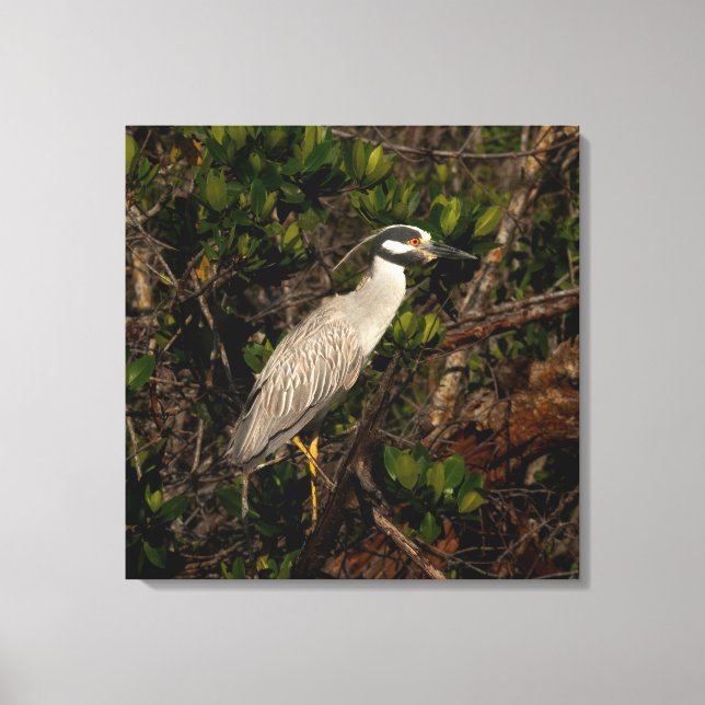 A yellow-crowned night heron canvas print (Front)