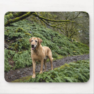 A yellow lab waiting on a trail for several mouse mat