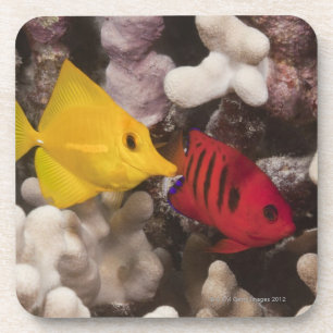 A Yellow Tang Coaster