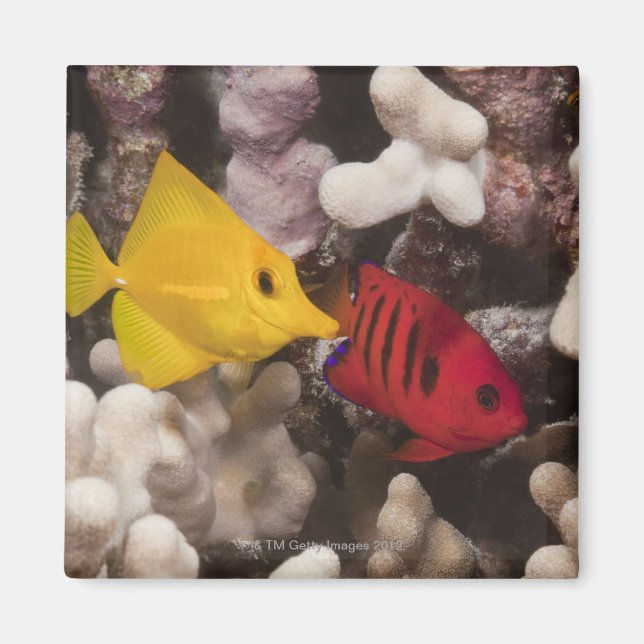 A Yellow Tang Magnet (Front)