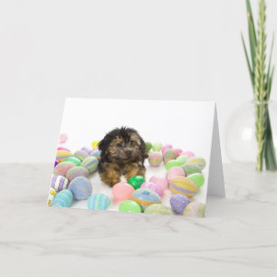 A Yorkie-poo puppy and Easter eggs. Holiday Card