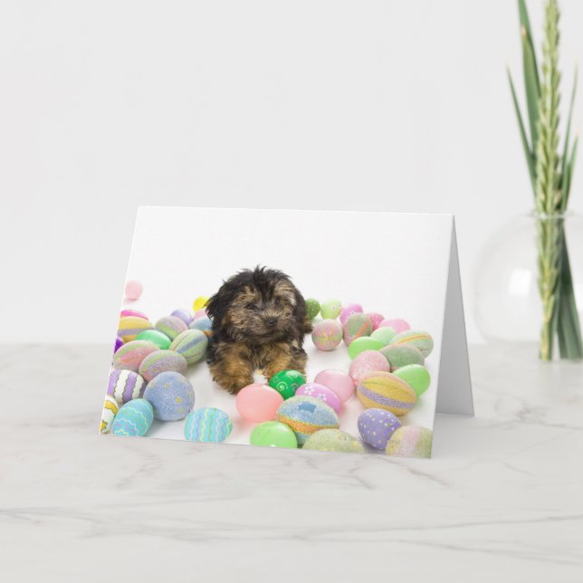 A Yorkie-poo puppy and Easter eggs. Holiday Card (Front)