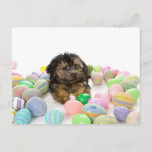 A Yorkie-poo puppy and Easter eggs. Holiday Postcard