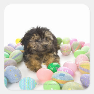A Yorkie-poo puppy and Easter eggs. Square Sticker