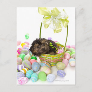 A Yorkie-poo puppy encountering an Easter basket Holiday Postcard