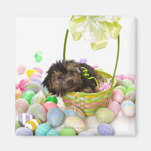 A Yorkie-poo puppy encountering an Easter basket Magnet (Front)