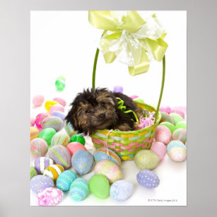 A Yorkie-poo puppy encountering an Easter basket Poster