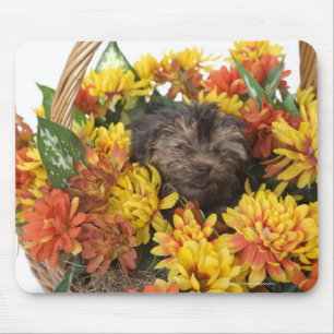 A Yorkie-Poo puppy in a basket of artificial Mouse Mat