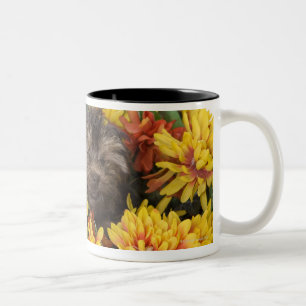 A Yorkie-Poo puppy in a basket of artificial Two-Tone Coffee Mug