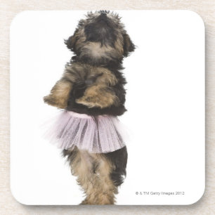 A Yorkie-poo puppy in a tutu on her hind legs. Coaster