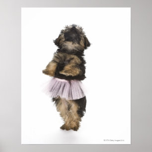 A Yorkie-poo puppy in a tutu on her hind legs. Poster