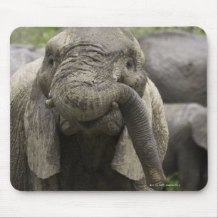 A young African elephant (Loxodonta africana) Mouse Mat