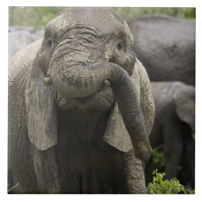 A young African elephant (Loxodonta africana) Tile (Front)