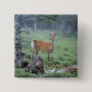 A young deer in a forest clearing 15 cm square badge