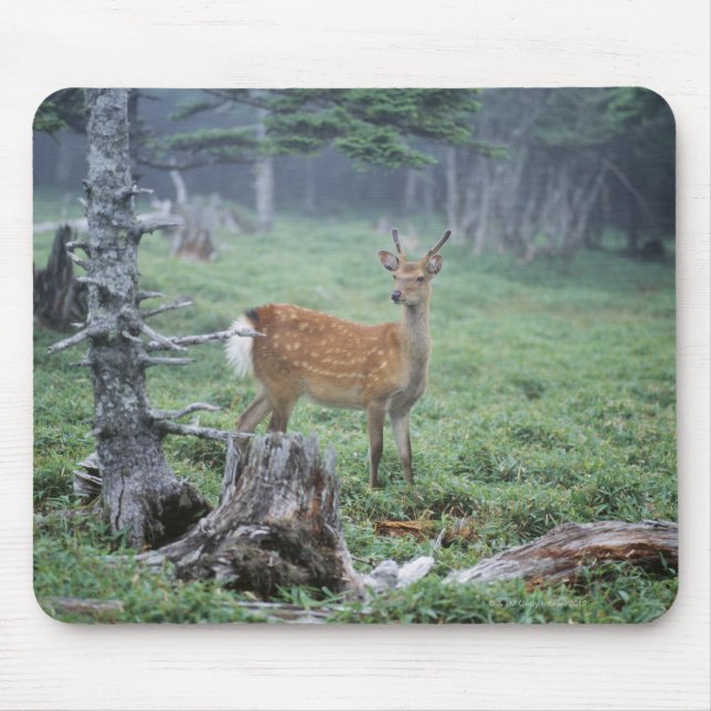 A young deer in a forest clearing mouse mat (Front)