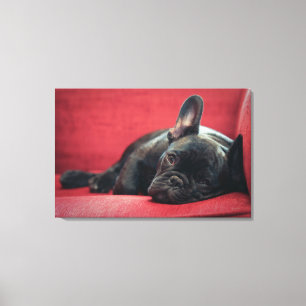 A Young French Bulldog Lying On A Couch Canvas Print