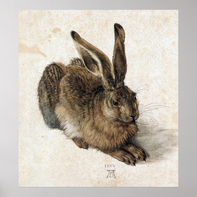 A Young Hare - Albrecht Durer - c1502 Poster (Front)