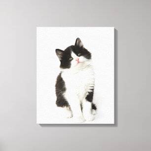 A young kitten sitting looking into the camera canvas print