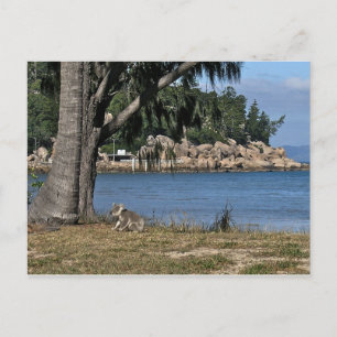 A young koala at the beach postcard