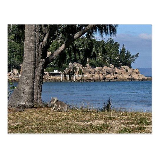 A young koala at the beach postcard