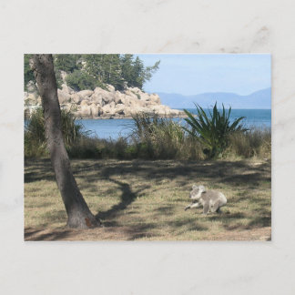 A young koala at the beach postcard